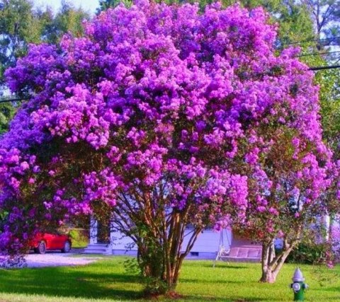 Lagerstroemia Indyjska Mauve Fioletowa Bez Południa doniczka 0,5L Lagerstroemia Indyjska Mauve Fioletowa Bez Południa doniczka 0,5L