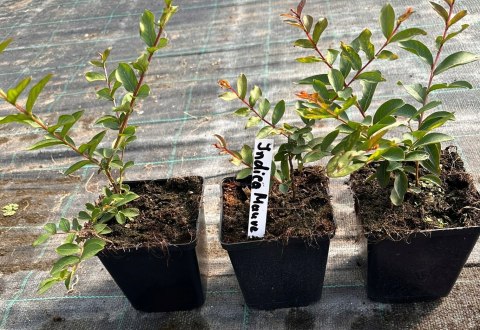 Lagerstroemia Indyjska Mauve Fioletowa Bez Południa doniczka 0,5L Lagerstroemia Indyjska Mauve Fioletowa Bez Południa doniczka 0,5L