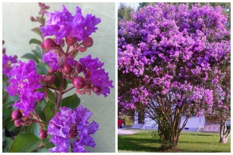 Lagerstroemia Indyjska Mauve Fioletowa Bez Południa doniczka 0,5L Lagerstroemia Indyjska Mauve Fioletowa Bez Południa doniczka 0,5L