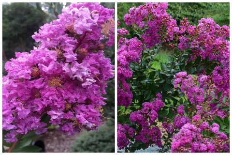 Lagerstroemia Indyjska Mauve Fioletowa Bez Południa doniczka 0,5L Lagerstroemia Indyjska Mauve Fioletowa Bez Południa doniczka 0,5L