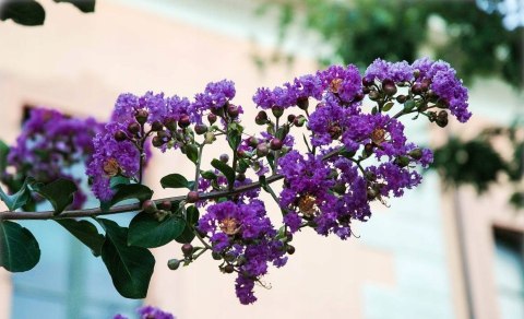 Lagerstroemia Indyjska Mauve Fioletowa Bez Południa doniczka 0,5L Lagerstroemia Indyjska Mauve Fioletowa Bez Południa doniczka 0,5L
