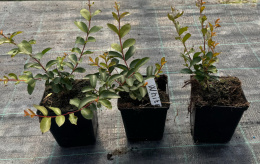 Lagerstroemia Biała Długo Kwitnie doniczka 0,5L