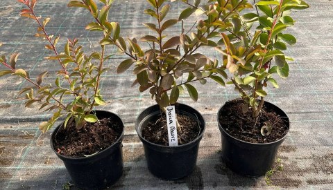 Lagerstroemia Indyjska Fioletowa Bez Południa doniczka 2L Lagerstroemia Indyjska Fioletowa Bez Południa doniczka 2L