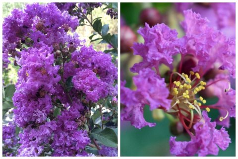Lagerstroemia Indyjska Fioletowa Bez Południa doniczka 2L Lagerstroemia Indyjska Fioletowa Bez Południa doniczka 2L