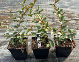 Lagerstroemia PETITE PINK DŁUGO PIĘKNIE Kwitnie doniczka 1L