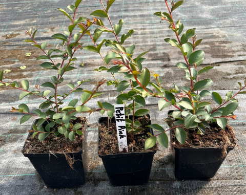 Lagerstroemia PETITE PINK DŁUGO PIĘKNIE Kwitnie doniczka 1L Lagerstroemia PETITE PINK DŁUGO PIĘKNIE Kwitnie doniczka 1L