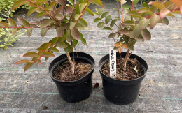 Lagerstroemia indyjska White doniczka 2L