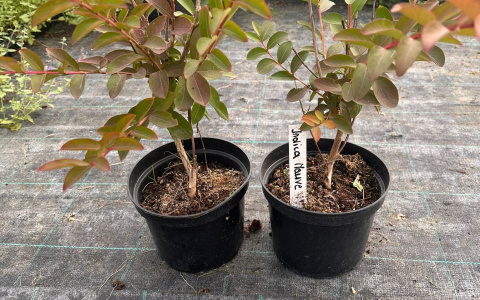 Lagerstroemia indyjska White doniczka 2L Lagerstroemia indyjska White doniczka 2L