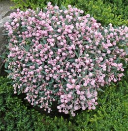Modrzewnica Pospolita Andromeda Blue Ice Zimozielona doniczka 0,5L