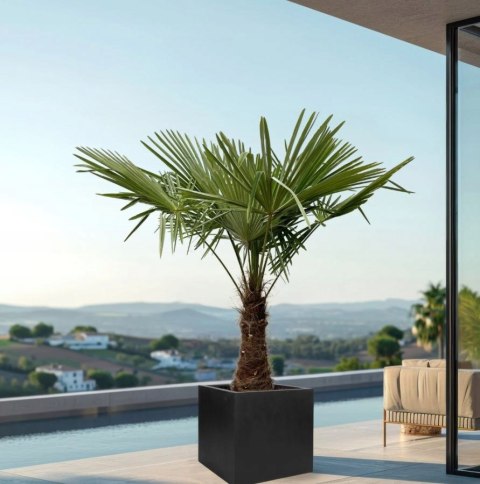 Palma Mrozoodporna Trachycarpus Fortunei doniczka 2L Palma Mrozoodporna Trachycarpus Fortunei doniczka 2L