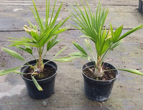 Palma Mrozoodporna Trachycarpus Fortunei doniczka 2L Palma Mrozoodporna Trachycarpus Fortunei doniczka 2L