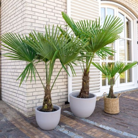 Palma Mrozoodporna Trachycarpus Fortunei doniczka 2L Palma Mrozoodporna Trachycarpus Fortunei doniczka 2L