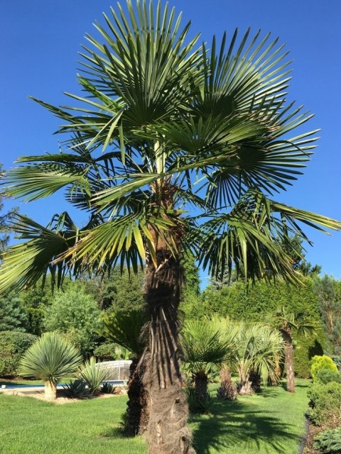 Palma Mrozoodporna Trachycarpus Fortunei doniczka 2L Palma Mrozoodporna Trachycarpus Fortunei doniczka 2L