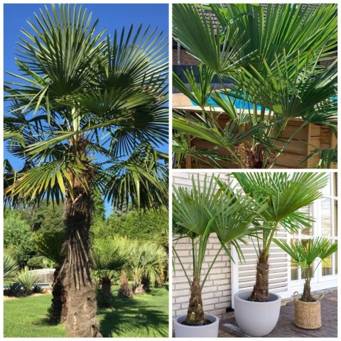 Palma Mrozoodporna Trachycarpus Fortunei doniczka 2L Palma Mrozoodporna Trachycarpus Fortunei doniczka 2L