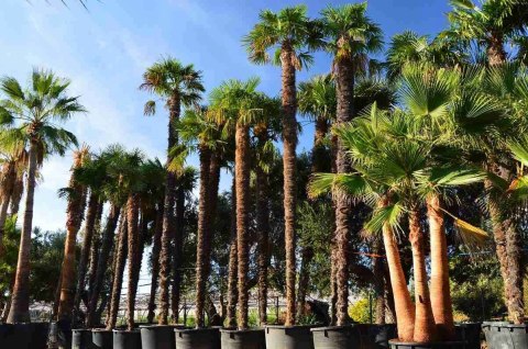 Palma Mrozoodporna Trachycarpus Fortunei doniczka 2L Palma Mrozoodporna Trachycarpus Fortunei doniczka 2L