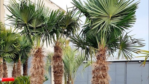 Palma Mrozoodporna Trachycarpus Fortunei doniczka 2L Palma Mrozoodporna Trachycarpus Fortunei doniczka 2L