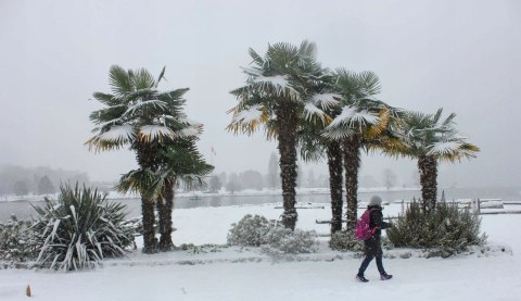 Palma Mrozoodporna Trachycarpus Fortunei doniczka 2L Palma Mrozoodporna Trachycarpus Fortunei doniczka 2L