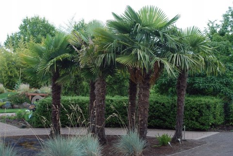 Palma Mrozoodporna Trachycarpus Fortunei doniczka 2L Palma Mrozoodporna Trachycarpus Fortunei doniczka 2L