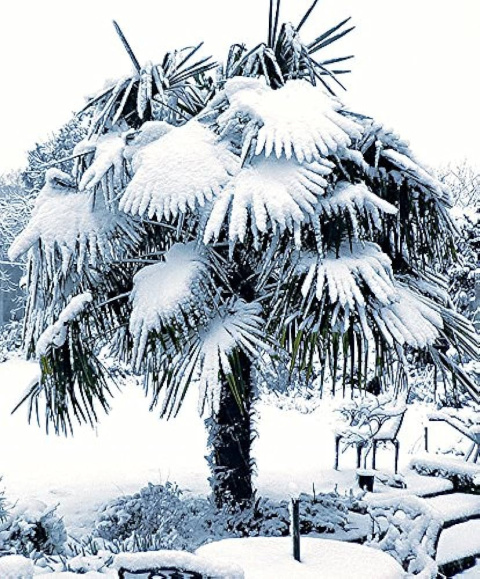Palma Mrozoodporna Trachycarpus Fortunei doniczka 2L Palma Mrozoodporna Trachycarpus Fortunei doniczka 2L