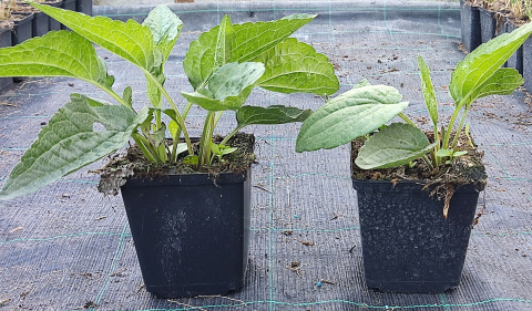 Rudbekia błyskotliwa Wyjątkowe Złote Kwiaty Doniczka 1L Rudbekia błyskotliwa Wyjątkowe Złote Kwiaty Doniczka 1L