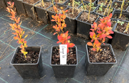 Berberys Thunberga Orange Ice Kolumnowy Wyjątkowo Pomarańczowy Doniczka 0,5L