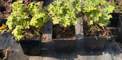 Bodziszek korzeniasty Geranium Różowe Kwiaty doniczka 1L Bodziszek korzeniasty Geranium Różowe Kwiaty doniczka 1L