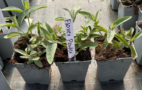 Budleja Flower Power Dwukolorowa doniczka 1L Budleja Flower Power Dwukolorowa doniczka 1L