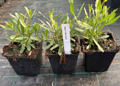 Gaura Lindheimera Biała Królowa Letnich Rabat doniczka 1L Gaura Lindheimera Biała Królowa Letnich Rabat doniczka 1L