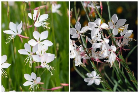 Gaura Lindheimera Biała Królowa Letnich Rabat doniczka 1L Gaura Lindheimera Biała Królowa Letnich Rabat doniczka 1L