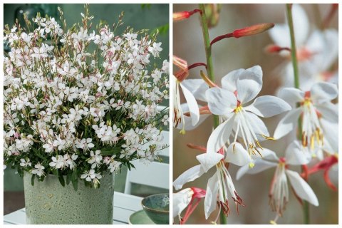 Gaura Lindheimera Biała Królowa Letnich Rabat doniczka 1L Gaura Lindheimera Biała Królowa Letnich Rabat doniczka 1L