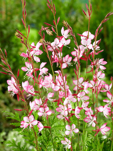 Gaura Lindheimera Biało-Różowa Królowa Letnich Rabat doniczka 0,5L Gaura Lindheimera Biało-Różowa Królowa Letnich Rabat doniczka 0,5L