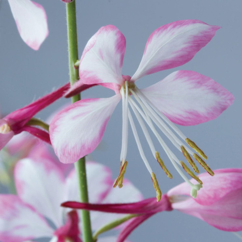 Gaura Lindheimera Biało-Różowa Królowa Letnich Rabat doniczka 0,5L Gaura Lindheimera Biało-Różowa Królowa Letnich Rabat doniczka 0,5L