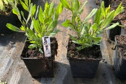 Gaura Lindheimera Biało-Różowa Królowa Letnich Rabat doniczka 0,5L