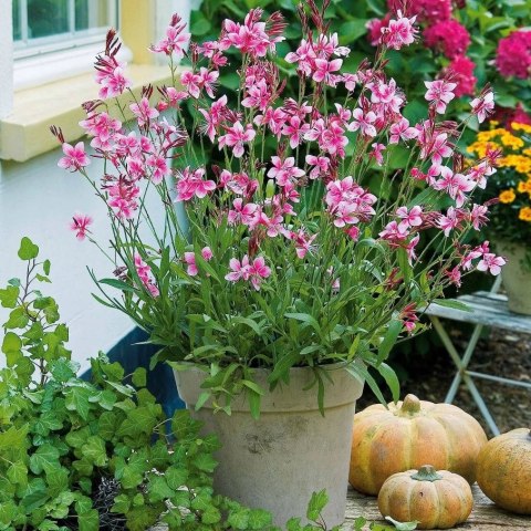 Gaura Lindheimera Różowa Królowa Letnich Rabat doniczka 1L Gaura Lindheimera Różowa Królowa Letnich Rabat doniczka 1L