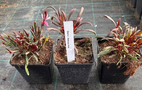 Gaura Lindheimera Różowa Królowa Letnich Rabat doniczka 1L Gaura Lindheimera Różowa Królowa Letnich Rabat doniczka 1L
