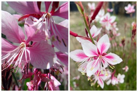 Gaura Lindheimera Różowa Królowa Letnich Rabat doniczka 1L Gaura Lindheimera Różowa Królowa Letnich Rabat doniczka 1L