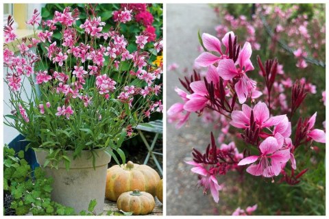 Gaura Lindheimera Różowa Królowa Letnich Rabat doniczka 1L Gaura Lindheimera Różowa Królowa Letnich Rabat doniczka 1L