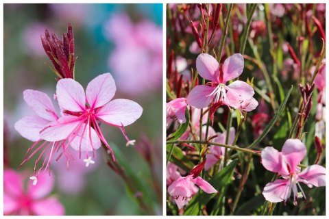 Gaura Lindheimera Różowa Królowa Letnich Rabat doniczka 1L Gaura Lindheimera Różowa Królowa Letnich Rabat doniczka 1L