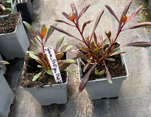 Gaura Lindheimera Różowa Królowa Letnich Rabat doniczka 1L Gaura Lindheimera Różowa Królowa Letnich Rabat doniczka 1L