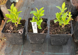 Hortensja Bukietowa Mojito doniczka 1 L
