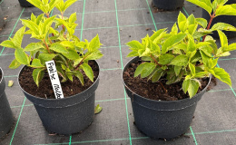 Hortensja bukietowa Fraise Melba doniczka 3L