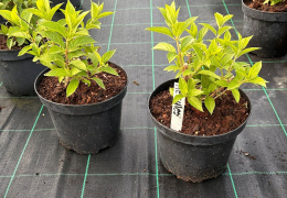 Hortensja bukietowa Hercules doniczka 3L