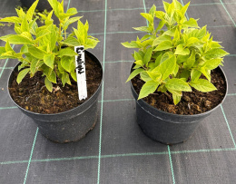 Hortensja bukietowa Limelight doniczka 3L