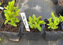 Hortensja bukietowa Little Lime doniczka 1L