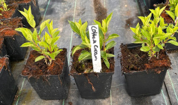 Hortensja bukietowa Living Cotton Cream Miniaturowa doniczka 1L