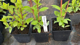 Hortensja bukietowa Magical Moonlight doniczka 1L