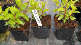Hortensja bukietowa Pink Diamond doniczka 1L