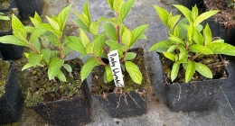 Hortensja bukietowa Pinky Winky doniczka 1L