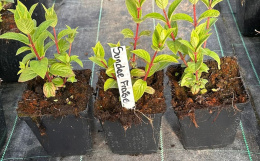 Hortensja bukietowa Sundae Fraise doniczka 1L