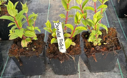 Hortensja bukietowa Sundae Fraise doniczka 1L Hortensja bukietowa Sundae Fraise doniczka 1L